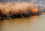 This grass fire in 2009 on Bass Lake nearly got out of control, authorities said back then.