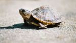 turtle2