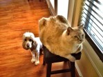 Kitty, right, (2012) with canine housemate. (Perched Feline Photo Service)