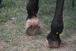 Hoof tenders