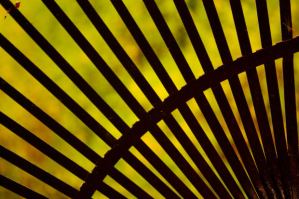 “Picture at a Rake-a-bition” by Celeste O. McDuffy is among photography featured in a new exhibit in uptown Bass Lake. (Celeste O. McDuffy photo)