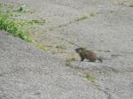 ground hog