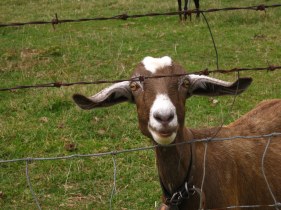 smiling goat