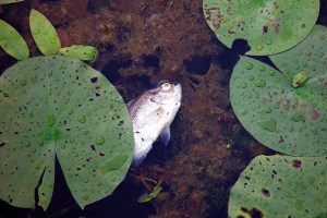 dead fish
