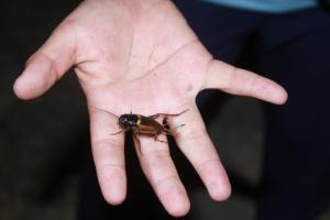 cricket_hand_vietnamese