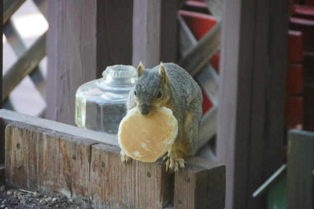 Squirrel pancake