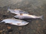 whitebait