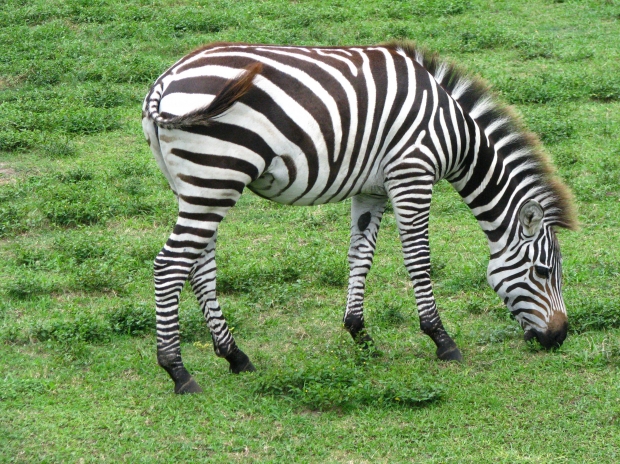 I never promised you a horse-garden.