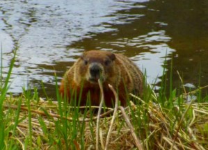 beaver