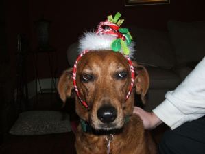 unhappy-christmas-dog