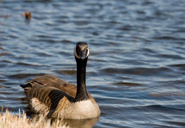 Canada goose