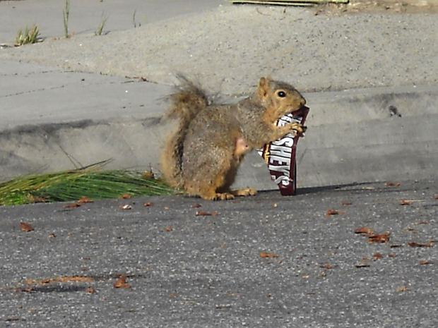 Squirrel hershey bar