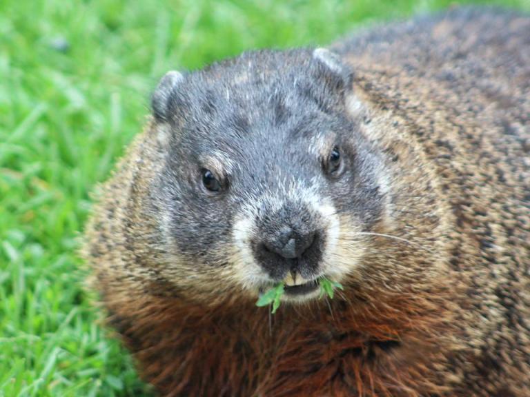 groundhog2