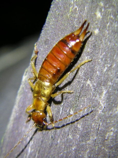 earwig